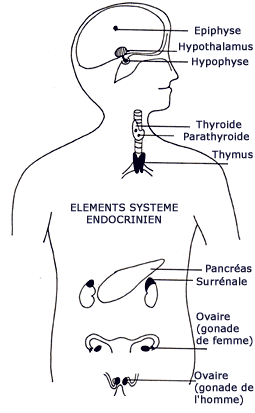 Schéma système endocrinien